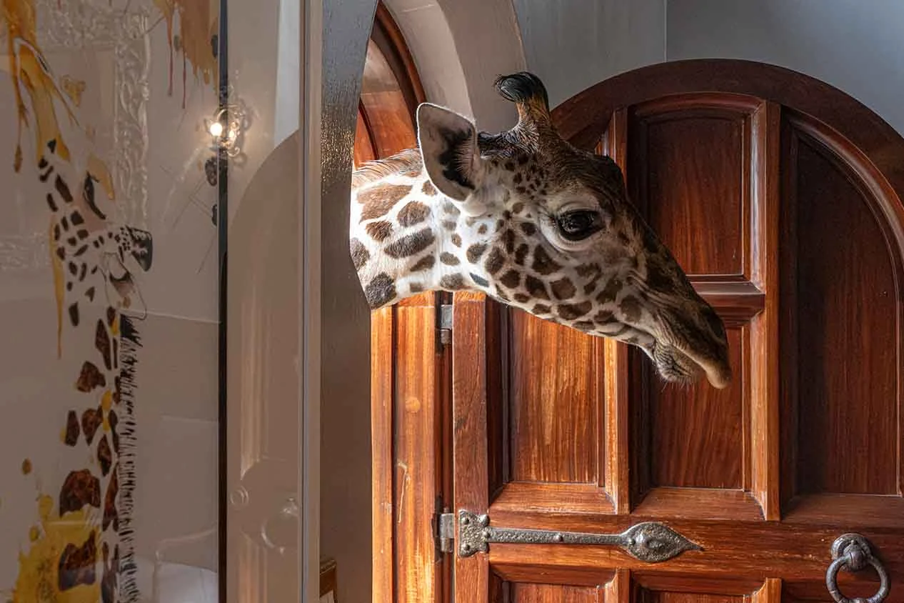 Girafa se aproximando da porta do Giraffe Manor