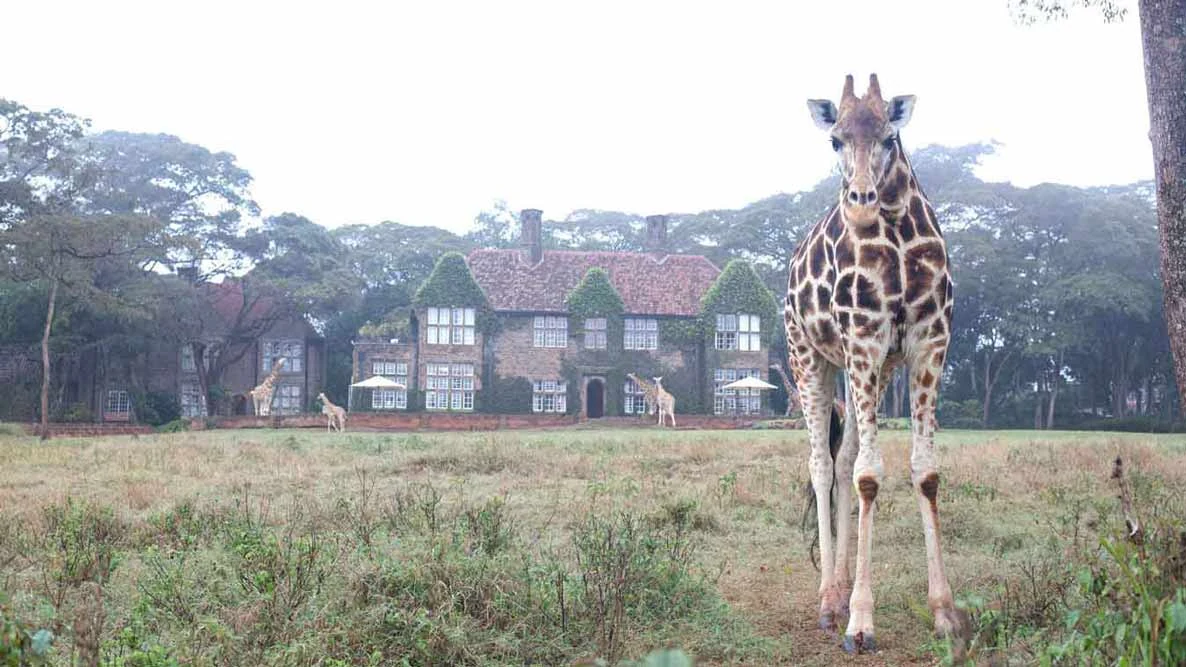 Girafa nos gramados do Giraffe Manor com a casa histórica ao fundo
